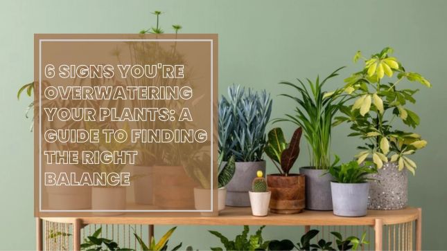 6 признаков того, что вы чрезмерно поливаете растения: руководство по поиску правильного баланса