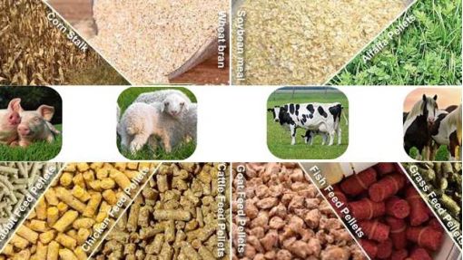 The Importance of Animal Nutrition and Feed in Livestock Production