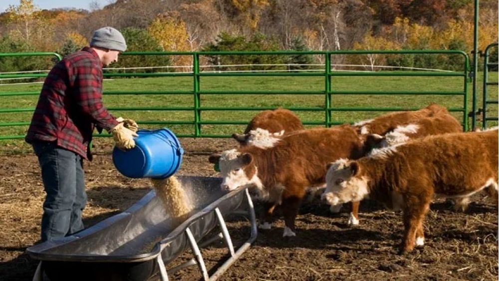 Basics for Livestock and Equine Nutrition